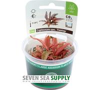 Cryptocoryne Flamingo in vitro