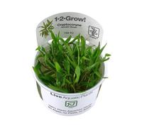 Cryptocoryne wendtii Green in vitro