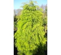 Cryptomeria japonica Elegans Viridis Peigne de coq, en forme de faucille, 30-40 cm, pour élevage en plein air résistant à l'hiver