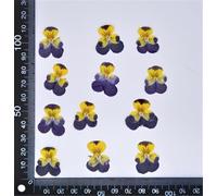 Crysdaralovebi Lot de 60 pensées séchées pressées et tricolores L. Plante pour bijoux, cartes postales, marque-pages, étuis de téléphone (couleur 2)