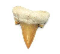 CrystalAge Fossilisé Otodus Dent de requin - Medium