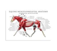 CSESTCGN Poster de cheval anatomie musculosquelettique sur toile d'art médical - Décoration pour chambre à coucher, bureau, chambre - Cadeau 30 x 45 cm
