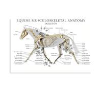 CSESTCGN Poster sur toile représentant le cheval anatomie musculosquelettique art médical - Décoration pour chambre à coucher, bureau, chambre - Cadeau - 30 x 45 cm