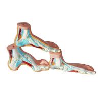 CSTAL Modèle Médical De Pied Humain, Modèle D'anatomie De Pied Creux De Pied Plat De Pied Normal, Conception De Proportions Égales De Taille Normale Adulte, 3 Pièces/Ensemble