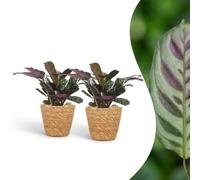Ctenanthe Burle Marxii - Plante à motif en chevrons - 2 plantes - avec panier - 30cm - Ø12cm
