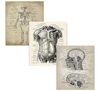 CTForest Tableau Triptyque Mural sans Cadres Structure Tableau Moderne, Tableau Decoration Murale Chambre Adulte, Album d'art Sur la Structure du Corps Humain, pour la Maison, Salon, Chambre