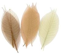 CTOP - Loisir créatif - Déco Nature «20 squelettes de Feuille 8 cm thème Naturel»