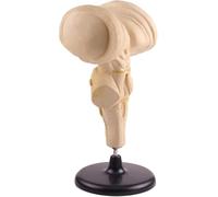 CTTQIBUIN Modèle anatomique du tronc cérébral, modèle agrandi du cerveau humain, modèle du tronc cérébral humain et des noyaux hypothalamiques, for l'enseignement des sciences en classe.