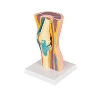 Cube d'étude de l'anatomie humaine, Modèle anatomique fonctionnel de l'articulation du genou humain avec modèle musculo-squelettique cutané Modèle d'enseignement du système de mouvement du genou