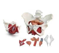 Cube d'étude de l'anatomie humaine, Modèle de périnée féminin en 6 pièces avec organes amovibles Modèle anatomique 1:1 du plancher pelvien féminin Vagin Ovarien Vessie Rectum for l'apprentissage
