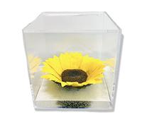 Cube Tournesol Stabilisé 12 cm avec Fond Effet Eau - Éternel, Idée Cadeau pour Petite Amie, Maman, Noël, Anniversaire, Petit Ami, pour Elle (12 cm)