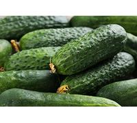 Cucamber"Cornichon de Paris" - idéal pour les cornichons - 70 graines