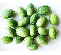 Cucamelon Mexicain Sour Cornichon Melothria scabra Graines 60+ Mini Pastèque Légumes Fruits Graines Non-OGM pour La Maison Jardin Cour Plantation