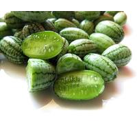 Cucamelon ou Concombre Melon - Melothria scabra