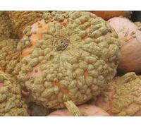 Cucurbita maxima galeux d'Eysines | citrouille | 10_Seeds