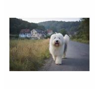 CUDAOO Painting Art Mural En Toile Sur Les Animaux, Image En Toile De Chiot Marchant le long du chemin pour Chambre Peintures Maison Bain Salon Chambre(blanc)-70x100cm Sans cadre