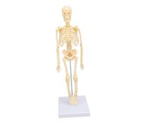 Cuifati 13,6 Pouces Modèle de Squelette Humain, Modèle de Squelette du Corps Humain avec des Articulations Détachables et de L'assemblée Manuelle pour la Décoration de Vacances de