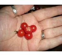 Cuillère de monde Tomate Groseille petit tomate! 20 graines! COMB S/H! VOIR NOTRE MAGASIN!