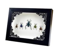 Cuisses de grenouille - Insectes dans un cadre gothique - Taxidermie gothique - Décoration sorcière et magicien pour chambre à coucher - Décoration d'intérieur gothique