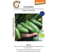 Culinaris Concombre en Pot Bio - 1 sachet