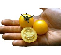 Culinaris Tomate Cocktail Bio "Cerise Jaune" - 15 Graines