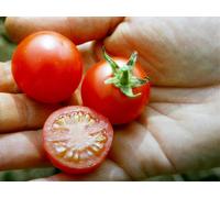 Culinaris Tomate Cocktail Bio "Cerise Rouge" - 15 Graines