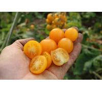 Culinaris Tomate Cocktail Bio Su-9004 - 12 Graines