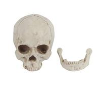 Culnflun Modèle de crâne Humain pour Le Dessin d'anatomie, réplique de crâne en résine de 6,3 Pouces pour la Pratique du Croquis d'artiste, décoration d'halloween, Statue Blanche p