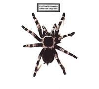 Cultivated Bimbo - Tunes from a High Wire