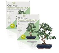 CULTIVEA® 2 x Kit First Bonsai Carmona - Prêt à Pousser avec Graines & Accessoires - Idée Cadeau Jardinage | Made In France
