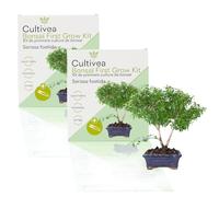 CULTIVEA® 2 x Kit First Bonsai- Kit de première culture de Bonsaï - Prêt à Pousser avec Graines & Accessoires - Idée Cadeau Jardinage | Made In France (Serissa Foetida)