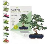 Cultivea - Kit First Bonsai Carmona - Idée Cadeau Original G