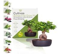 Cultivea - Kit First Bonsai Ficus Ginseng - Idée Cadeau Original G