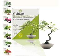 CULTIVEA® Kit First Bonsai- Kit de première culture de Bonsaï - Prêt à Pousser avec Graines & Accessoires - Idée Cadeau Jardinage | Made In France (Chinese Hackberry)