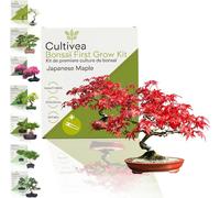 Cultivea Kit First Bonsai "Japanese Maple" - 1 kit