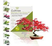 CULTIVEA® Kit First Bonsai Japanese Maple | Prêt à Pousser avec Graines & Accessoires - Idée Cadeau Jardinage | Made In France