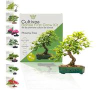 CULTIVEA® Kit First Bonsai Phoenix Tree | Prêt à Pousser avec Graines & Accessoires - Idée Cadeau Jardinage | Made In France