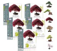 CULTIVEA® Mini Kit Prêt à Pousser 6 Bonsaï - Graines Françaises 100% Écologiques - Jardinez et décorez - Idée Cadeau (Red Mapple, Chinese Cercis, Albizia, Cornus Kousa, Norway Spruce) (x4)