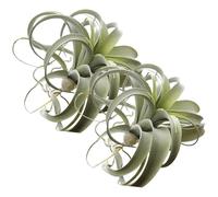 Cunlvyyds 2pcs Air Plants, 12x10 Air Artificiel réaliste Plante Plastique succulentes artificielles à Faible Entretien Tillandsia Bricolage Fausse Verdure pour l'agencement Floral, Plantes