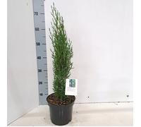 Cupressus sempervirens 'Totem' - Cyprès de Provence fastigié | 60-70 cm pot