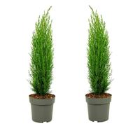 Cupressus sempervirens Totem - Set de 2 - Cyprès - Pot 19cm - Hauteur 60-80cm
