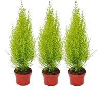 Cupressus "Wilma", ensemble de 3