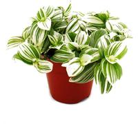 Cœur exotique - Fleur de trois maîtres - Tradescantia zebrina "Brightness" - plante d'intérieur suspendue facile à entretenir - pot de 12m - blanc
