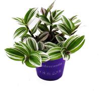Cœur Exotique - Fleur de Trois Mâts - Tradescantia "White" - plante d'intérieur suspendue facile d'entretien - pot de 12m - blanc