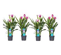 Curcuma al siam splash - 4