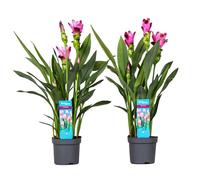 Curcuma Alismatifolia Siam Splash - Set de 2 - Pot 13cm - Hauteur 50-60cm