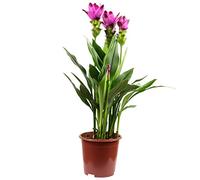 Curcuma - Véritable plante d'intérieur, curcuma - Hauteur : env. 60 cm, diamètre du pot : 17 cm