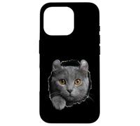 Curious American Curl Cat regardant à Travers Coque pour iPhone 16 Pro