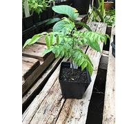 Curry Leaf Albero Murraya koenigii Albero in Un 4 Pollici Pot