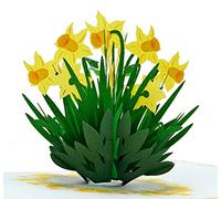 CUTPOPUP Daffodils - Carte Fete des Meres, Carte d'anniversaire pour Femme, Carte Pop-Up, Carte de Fete des Mères, cartes de vœux fleuries, carte 3d pop-up pour grand-mère, maman US8-FL056FR